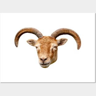 Soay Sheep Posters and Art